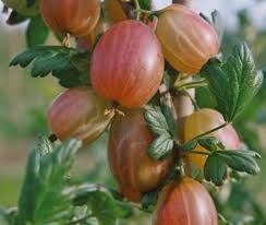 Крыжовник на штамбе &laquo;Карат&raquo; (Ribes uva-crispa 'Karat') 120-130 см Темно-красный 962 фото