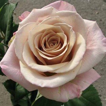 Троянда чайно-гібридна ''Мента'' ROSE 'MENTA' висота 80-150 см Кремовий 393 фото