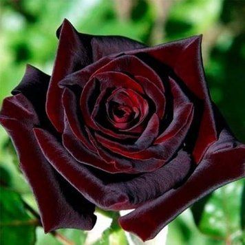 Роза плетистая ''Черная Королева'' ROSE 'BLACK QUEEN' высота от 3 до 7 метров Темно-бордовый 443 фото