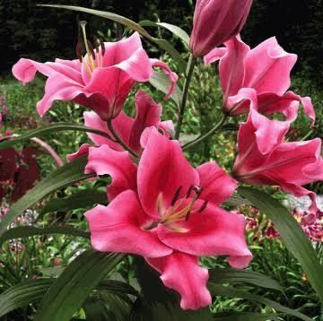 Лілія Dalian (Lilium &lsquo;Dalian&rsquo;) Малиновий 814 фото