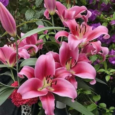 Лілія Dalian (Lilium &lsquo;Dalian&rsquo;) Малиновий 814 фото