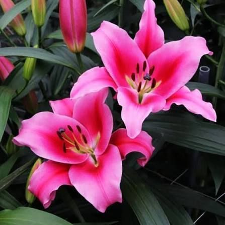Лілія Dalian (Lilium &lsquo;Dalian&rsquo;) Малиновий 814 фото