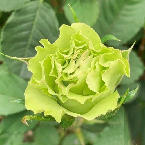 Троянда чайно-гібридна ''Ківі'' ROSE 'KIWI' висота 80-150 см Жовто-зелений 342 фото