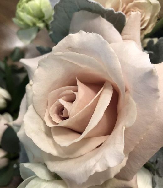 Троянда чайно-гібридна ''Мента'' ROSE 'MENTA' висота 80-150 см Кремовий 393 фото