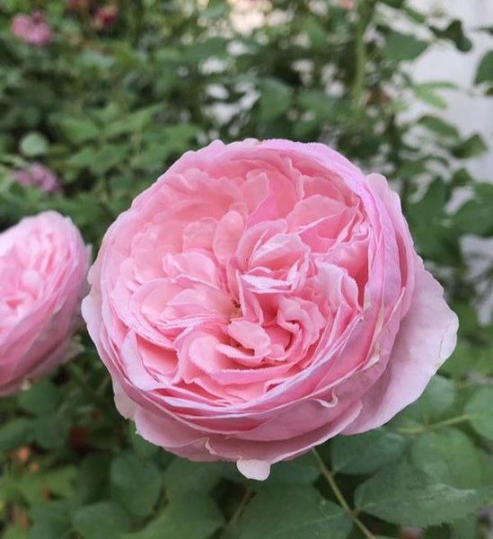 Махрова Английская плетистая роза ''Кери'' ROSE 'CAREY' Розовый 492 фото