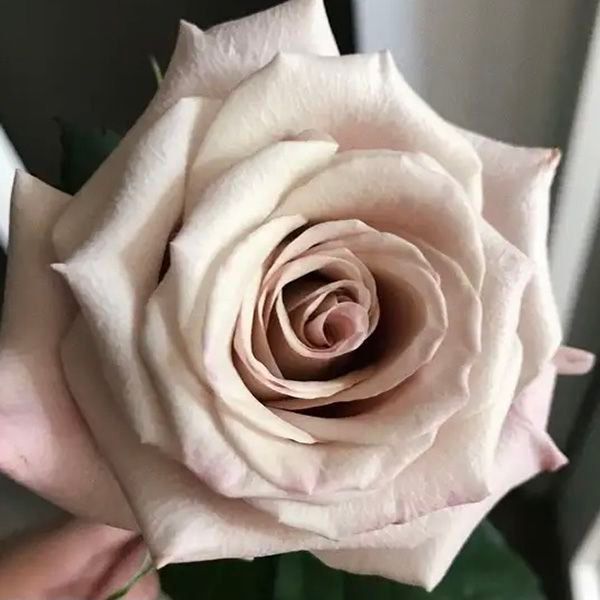 Троянда чайно-гібридна ''Мента'' ROSE 'MENTA' висота 80-150 см Кремовий 393 фото