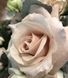 Троянда чайно-гібридна ''Мента'' ROSE 'MENTA' висота 80-150 см Кремовий 393 фото 3