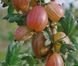 Крыжовник на штамбе &laquo;Карат&raquo; (Ribes uva-crispa 'Karat') 120-130 см Темно-красный 962 фото 3