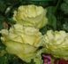 Троянда чайно-гібридна ''Ківі'' ROSE 'KIWI' висота 80-150 см Жовто-зелений 342 фото 2