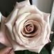 Троянда чайно-гібридна ''Мента'' ROSE 'MENTA' висота 80-150 см Кремовий 393 фото 2