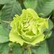 Троянда чайно-гібридна ''Ківі'' ROSE 'KIWI' висота 80-150 см Жовто-зелений 342 фото 3