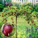 Крыжовник на штамбе &laquo;Карат&raquo; (Ribes uva-crispa 'Karat') 120-130 см Темно-красный 962 фото 1