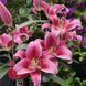 Лілія Dalian (Lilium &lsquo;Dalian&rsquo;) Малиновий 814 фото 2
