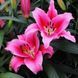 Лілія Dalian (Lilium &lsquo;Dalian&rsquo;) Малиновий 814 фото 6