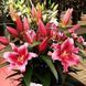 Лілія Dalian (Lilium &lsquo;Dalian&rsquo;) Малиновий 814 фото 4
