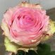 Троянда "Есперанс" ROSE ESPERANCE на штамбі висота 140-160 см Ніжно-рожевий 1095 фото 3