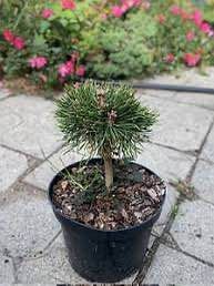 Сосна &laquo;Homibrookiana&raquo; на штамбі (Pinus mugo &lsquo;Humpy / Homibrookiana&rsquo;) 160 см Яскраво-зелена 865 фото