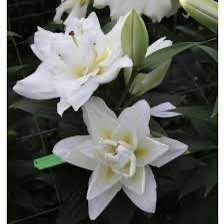 Лілія Double Dutch Marble (Lilium Double Dutch Marble&rsquo;) Кремово-біла  815 фото