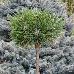 Сосна &laquo;Homibrookiana&raquo; на штамбі (Pinus mugo &lsquo;Humpy / Homibrookiana&rsquo;) 160 см Яскраво-зелена 865 фото