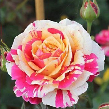 Роза плетистая ''Ваниль фрайз'' ROSE 'VANILLE FRAISE' высота от 3 до 7 метров Кремовый/Малиновый 444 фото