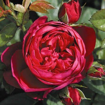 Роза "Аскот" ROSE ASCOT на штамбі висота 140-160 см Темно-бордовий 1096 фото