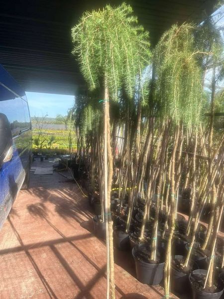 Модрина 'Скіф Віпер' LARIX KAEMPFERI ''STIFF WEEPER'' на штамбі висота 180-200 см (більше розгалужень), глечик 7 л Зелений 294 фото