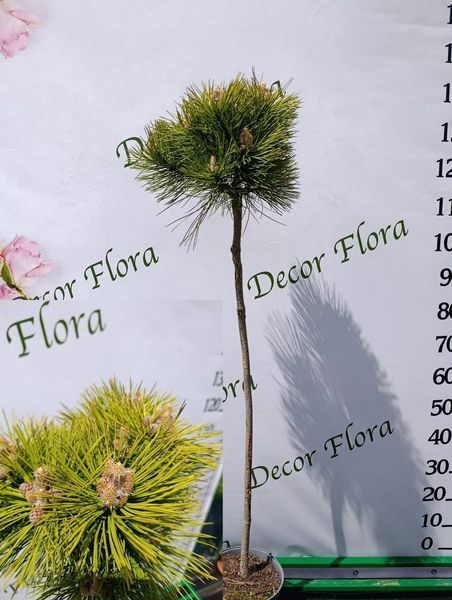 Сосна &laquo;Homibrookiana&raquo; на штамбі (Pinus mugo &lsquo;Humpy / Homibrookiana&rsquo;) 160 см Яскраво-зелена 865 фото