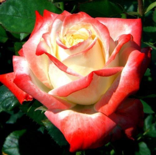 Роза чайно-гибридная ''Императрица'' ROSE 'IMPERATRICE' высота 80-150 см Кремовый/Красный 344 фото