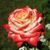 Роза чайно-гибридная ''Императрица'' ROSE 'IMPERATRICE' высота 80-150 см Кремовый/Красный 344 фото