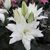 Лілія Double Dutch Marble (Lilium Double Dutch Marble&rsquo;) Кремово-біла  815 фото