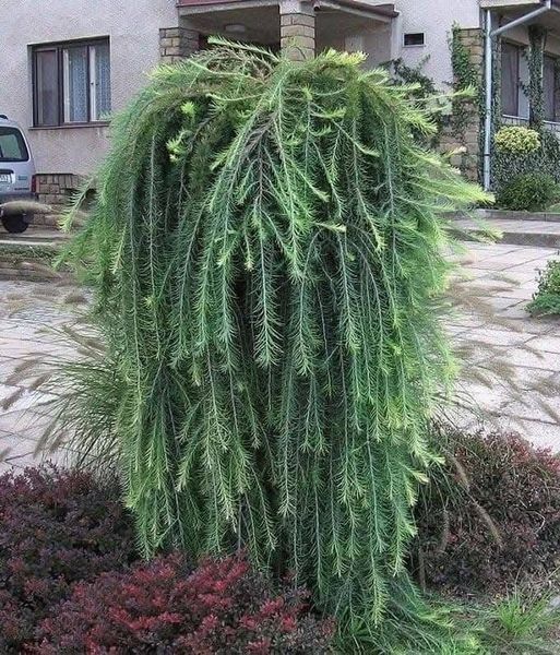 Модрина 'Скіф Віпер' LARIX KAEMPFERI ''STIFF WEEPER'' на штамбі висота 180-200 см (більше розгалужень), глечик 7 л Зелений 294 фото