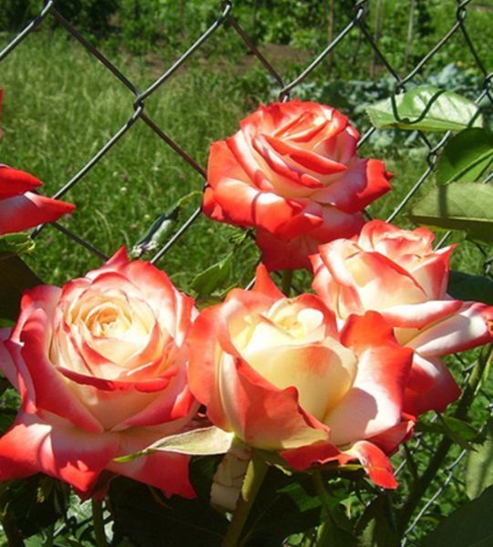 Роза чайно-гибридная ''Императрица'' ROSE 'IMPERATRICE' высота 80-150 см Кремовый/Красный 344 фото