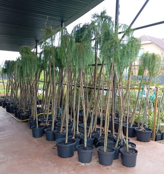 Модрина 'Скіф Віпер' LARIX KAEMPFERI ''STIFF WEEPER'' на штамбі висота 180-200 см (більше розгалужень), глечик 7 л Зелений 294 фото