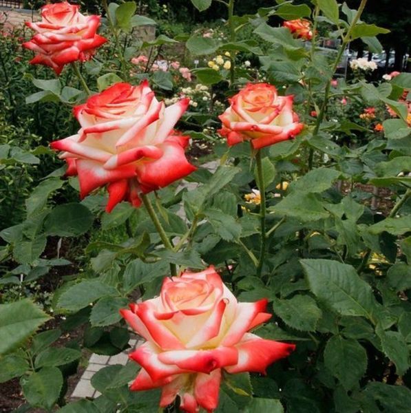 Роза чайно-гибридная ''Императрица'' ROSE 'IMPERATRICE' высота 80-150 см Кремовый/Красный 344 фото