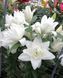 Лілія Double Dutch Marble (Lilium Double Dutch Marble&rsquo;) Кремово-біла  815 фото 3