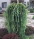 Модрина 'Скіф Віпер' LARIX KAEMPFERI ''STIFF WEEPER'' на штамбі висота 180-200 см (більше розгалужень), глечик 7 л Зелений 294 фото 1