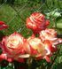 Роза чайно-гибридная ''Императрица'' ROSE 'IMPERATRICE' высота 80-150 см Кремовый/Красный 344 фото 3