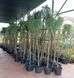 Модрина 'Скіф Віпер' LARIX KAEMPFERI ''STIFF WEEPER'' на штамбі висота 180-200 см (більше розгалужень), глечик 7 л Зелений 294 фото 2