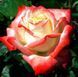 Роза чайно-гибридная ''Императрица'' ROSE 'IMPERATRICE' высота 80-150 см Кремовый/Красный 344 фото 2
