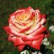 Роза чайно-гибридная ''Императрица'' ROSE 'IMPERATRICE' высота 80-150 см Кремовый/Красный 344 фото 1