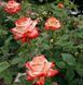 Роза чайно-гибридная ''Императрица'' ROSE 'IMPERATRICE' высота 80-150 см Кремовый/Красный 344 фото 4