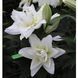 Лілія Double Dutch Marble (Lilium Double Dutch Marble&rsquo;) Кремово-біла  815 фото 4