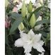 Лілія Double Dutch Marble (Lilium Double Dutch Marble&rsquo;) Кремово-біла  815 фото 2