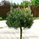 Сосна &laquo;Homibrookiana&raquo; на штамбі (Pinus mugo &lsquo;Humpy / Homibrookiana&rsquo;) 160 см Яскраво-зелена 865 фото 1