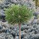 Сосна &laquo;Homibrookiana&raquo; на штамбі (Pinus mugo &lsquo;Humpy / Homibrookiana&rsquo;) 160 см Яскраво-зелена 865 фото 2