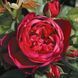 Роза "Аскот" ROSE ASCOT на штамбі висота 140-160 см Темно-бордовий 1096 фото 1