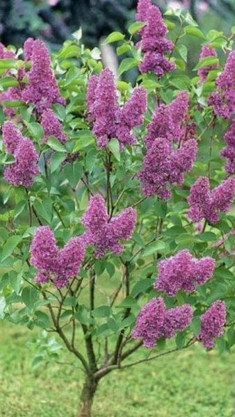 Бузок "Сенсація" SYRINGA VULGARIS 'SENSATION' сортовий, махровий (привитий) глечик с2 л, ЗКС, 40-80 см, Темно-бузковий 162 фото