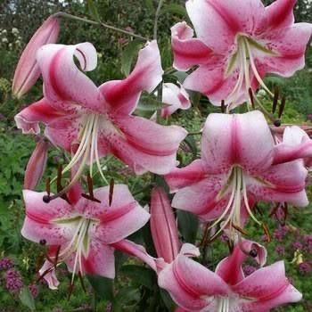 Лилия Profundo (Lilium &lsquo;Profundo&rsquo;) Темно-красный 816 фото