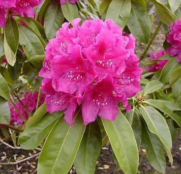 Рододендрон ''Олд Порт'' RHODODENDRON 'OLD PORT' висота 60 см Пурпурно-фіолетовий 573 фото