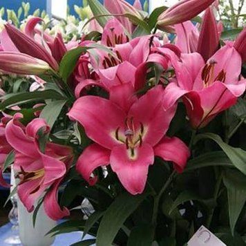Лилия Profundo (Lilium &lsquo;Profundo&rsquo;) Темно-красный 816 фото